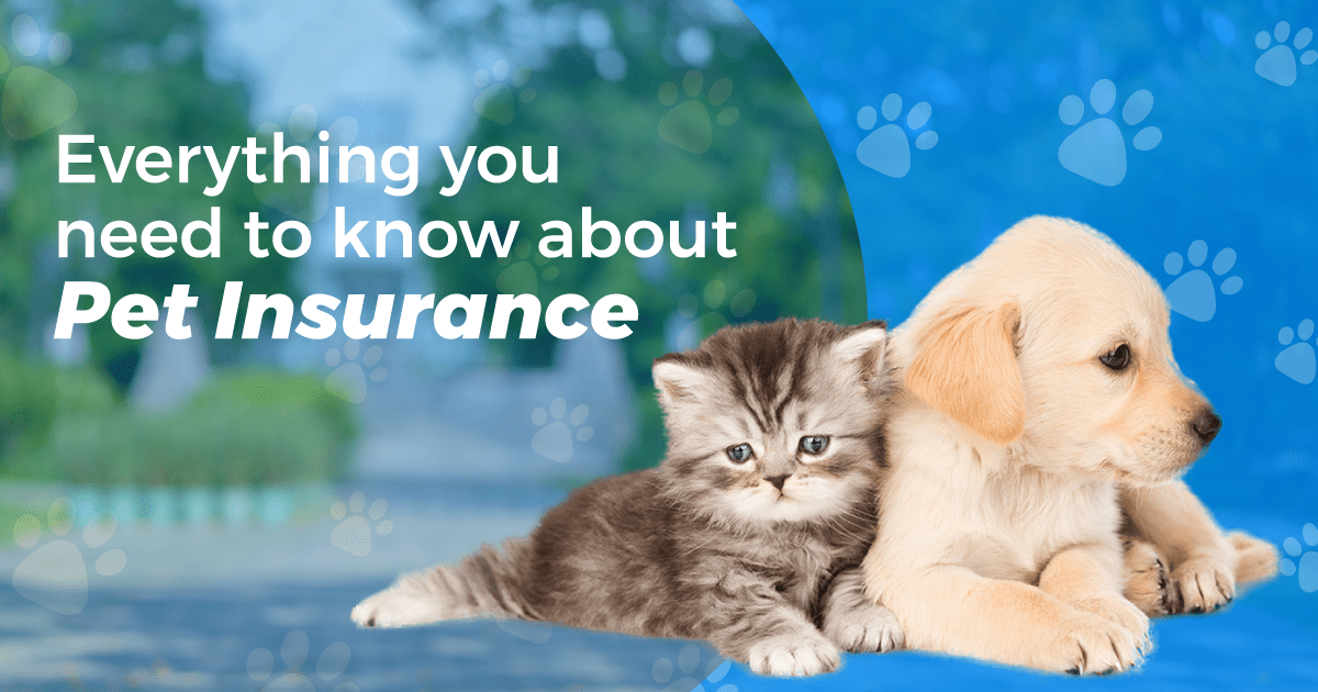 Everything You Should Know About Pet Insurance